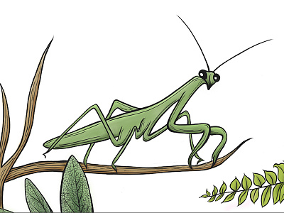 Mantis Macro botanical branch fern illustration ipad mantis praying mantis procreate