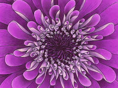 Purple Zinnia botanial floral flower illustration macro zinnia