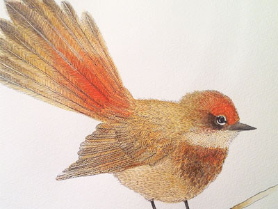 Little bird bird illustration painting
