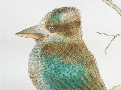 Kookaburra bird illustration kookaburra painting