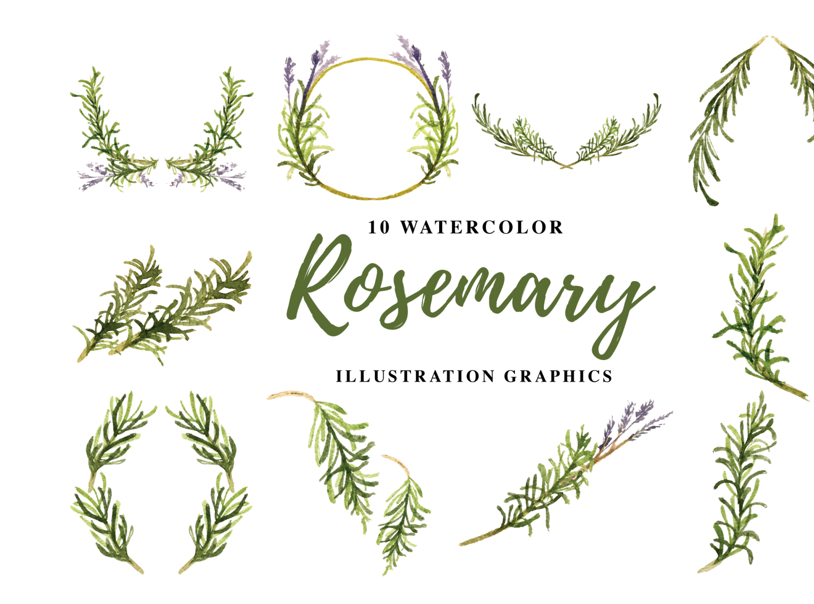 10 Watercolor Rosemary Illustration Graphics by ianmikraz on Dribbble