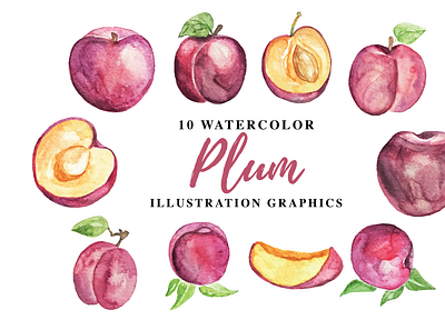 10 Watercolor Plum Illustration Graphics health