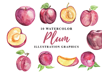 10 Watercolor Plum Illustration Graphics