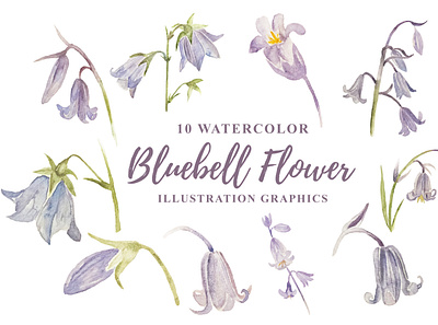 10 Watercolor Bluebell Flower Illustration Graphics art