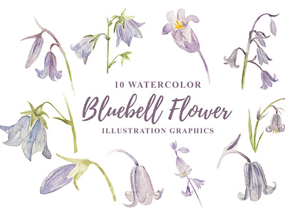 10 Watercolor Bluebell Flower Illustration Graphics art