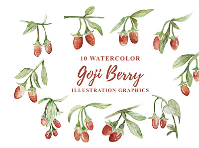 10 Watercolor Goji Berry Illustration Graphics barberry