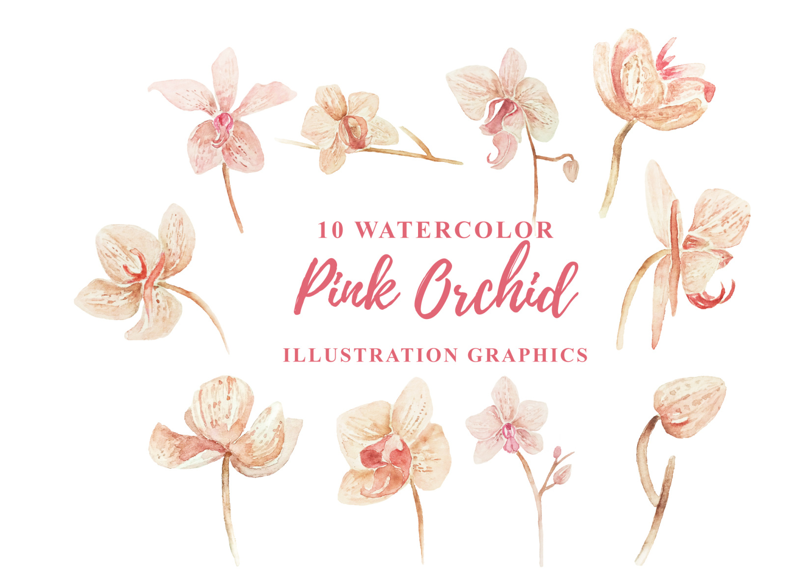10-watercolor-pink-orchid-illustration-graphics-by-ianmikraz-on-dribbble