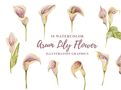 10 Watercolor Arum Lily Flower Illustration Graphics blooming