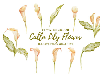 10 Watercolor Calla Lily Flower Illustration Graphics wedding