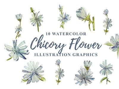 10 Watercolor Chicory Flower Illustration Graphics cichorium