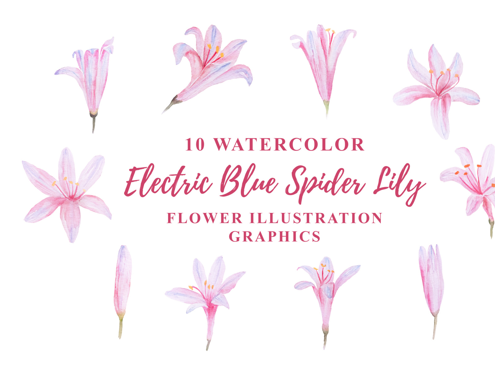 10 Watercolor Electric Blue Spider Lily Flower Illustration By