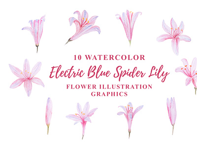 10 Watercolor Electric Blue Spider Lily Flower Illustration autumn