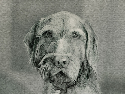 Henry dog illustration pencil vintage wine