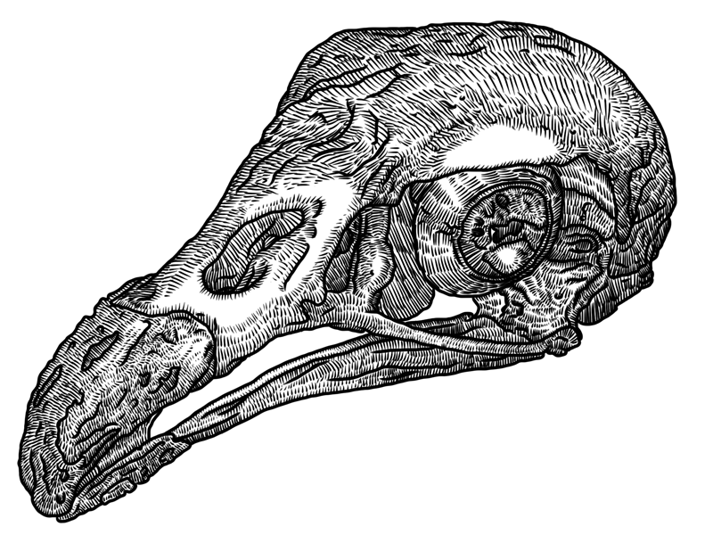 Redheaded vulture skull by Simon Birky Hartmann on Dribbble