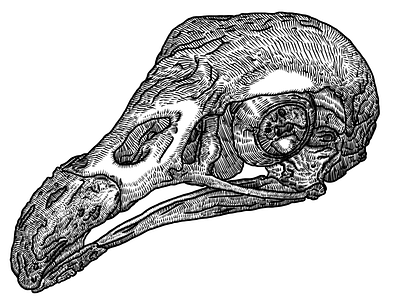Red-headed vulture skull hand drawn ipad sketches sketch