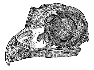 Great horned owl skull [666th shot] great horned owl ipad sketches owl sketch skull