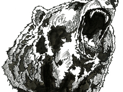 Bear, inked