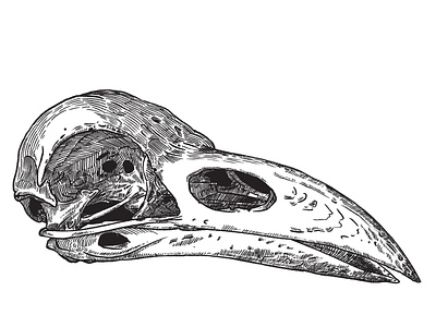 06/30/2021 - Corvax corvus skull study corvax corvus skull digital illustration digital inking ipad sketch practice procreate raven raven skull retro supply company brushes rsco classic inker