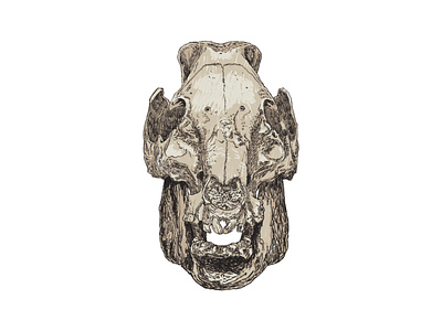 06/30/2021 - Pig skull study 6b pencil brush digital illustration digital pencil ipad sketch pig pig skull practice procreate