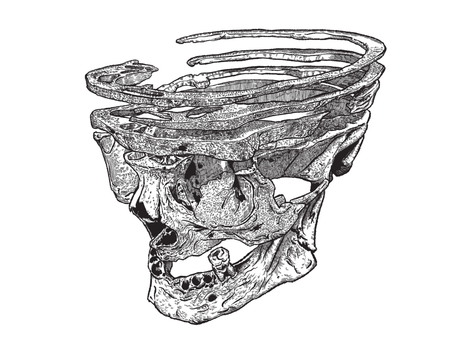 07/20/2021 - Exploded skull study blotty inker brush digital illustration digital inking exploded skull exploded view human skull ipad sketch medical demonstration skull retrosupply co skull