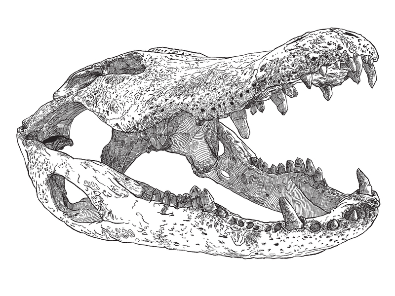 10/21/2021 - Alligator skull study alligator alligator mississippiensis alligator skull blotty inker brush digital illustration digital inking ipad sketch practice retrosupply co skull