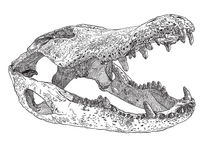 10/21/2021 - Alligator skull study