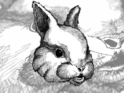 Rabbit! - Take 2 drawing rabbit rabbits and radishes studio ace of spade