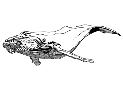 Whale linework ipad ipad sketch sketchbook sketchbook pro sketche whale