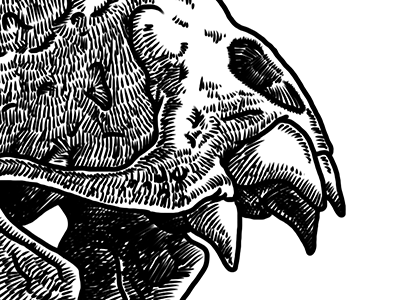Vampire bat skull, take #2 bat skull cross hatching digital illustration illustration ipad sketch skull vampire bat