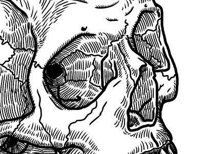 Human skull digital illustration human skull illustration ipad sketch sketchbook pro skull