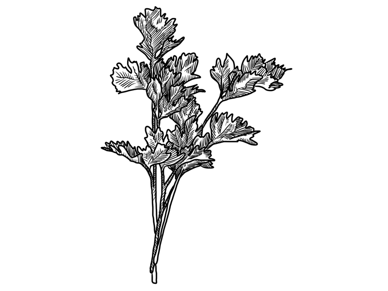Shakerz - Product illustrations - Revision 01 black and white herbs illustration ipad sketch shakerz
