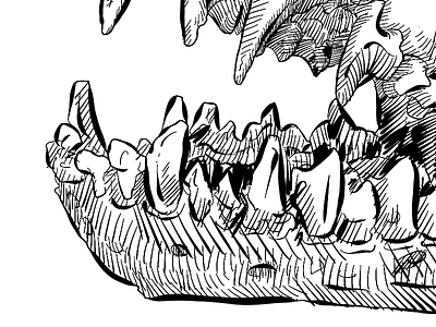 Mouse-eared bat skull