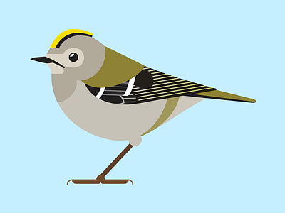 Goldcrest bird birds nature wildlife