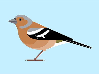 Chaffinch