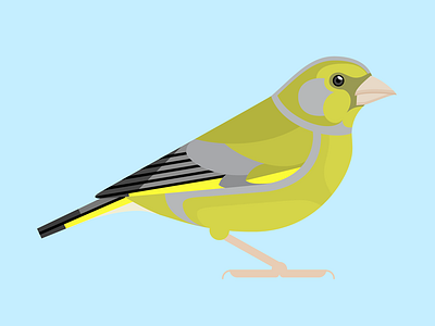 Greenfinch bird birds