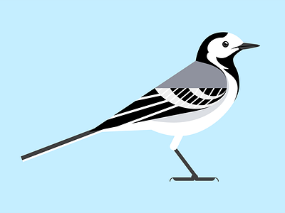 Wagtail bird birds