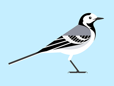 Wagtail