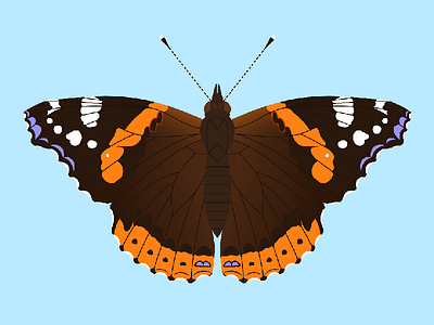 Red Admiral #1