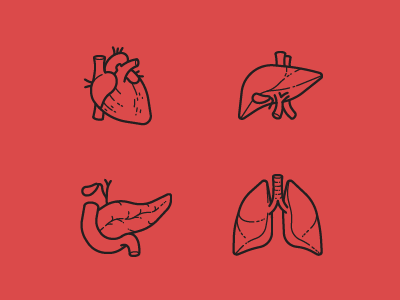 Human Anatomy. Part 1 heart icon iconfinder liver lungs pancreas vector