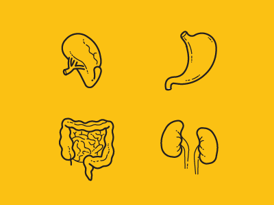 Human Anatomy. Part 2 anatomy icons intestines kidneys medicine organs outline spleen stomach vector