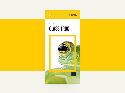 Frog Article - National Geographic 3d animal app article frog geographic magazine natural