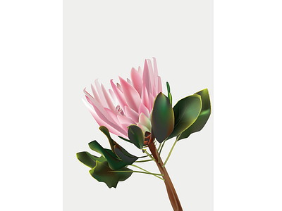 帝王花Protea cynaroides design illustration