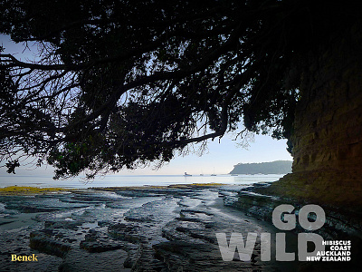 Go Wild auckland beach coast explore health landscape new zealand outside photo run tree water