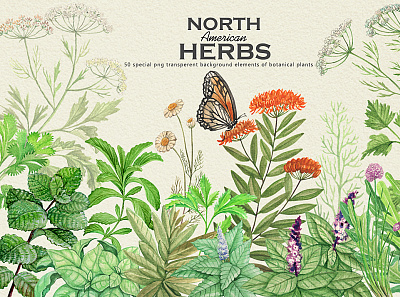 north american herbs background cards design flower graphic illustraion illustration invitations leaves watercolor