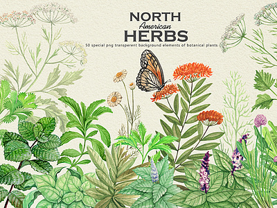 north american herbs