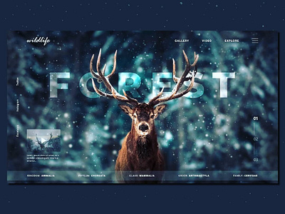 WILD LIFE_Animals Classifications adobe photoshop adobe xd adobexd animal deer design designer family forest animals forex jungle mammals snow uiux web ui design web ui ux webdesign wild wildlife winter