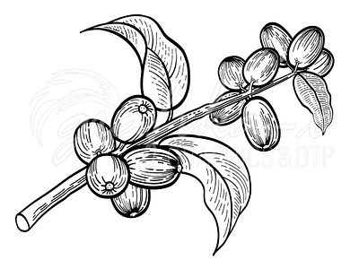 Coffee tree twig adobe illustrator