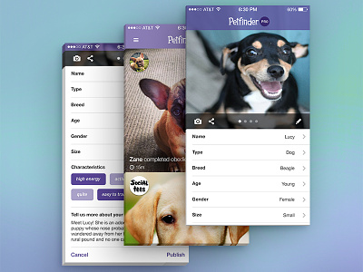Petfinder Intake Concept for iOS app cat dog ios iphone mobile pet petfinder photo profile timeline