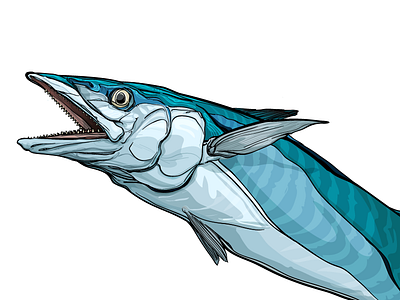 Kingfish Illustration blue fish illustration ocean sport vector