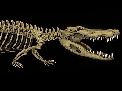 Bad Ass Gator alligator anatomy digital gator illustration reptile skeleton swamp